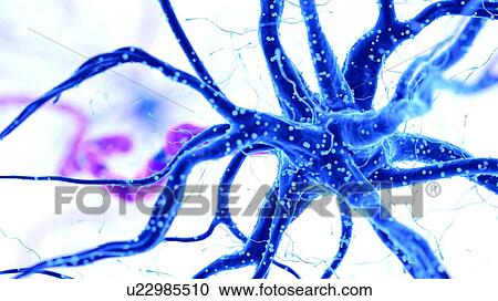 Illustration of a human nerve cell View Large Photo Image Stock Image - Illustration of a human nerve cell. Fotosearch