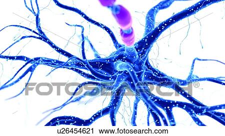 Illustration of a human nerve cell View Large Photo Image Stock Image - Illustration of a human nerve cell. Fotosearch