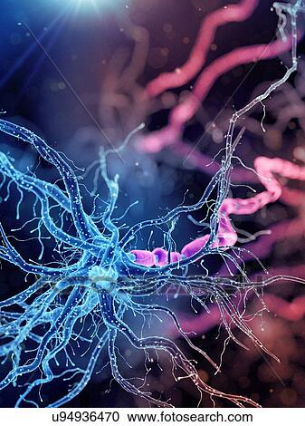 Illustration of a human nerve cell View Large Photo Image Stock Image - Illustration of a human nerve cell. Fotosearch
