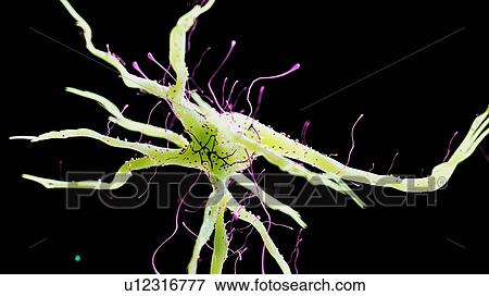 Illustration of a human nerve cell View Large Photo Image Stock Photo - Illustration of a human nerve cell. Fotosearch