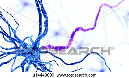 Illustration of a human nerve cell View Large Photo Image Stock Photo - Illustration of a human nerve cell. Fotosearch