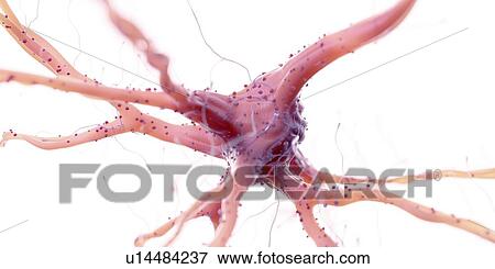 Illustration of a human nerve cell View Large Photo Image Stock Photo - Illustration of a human nerve cell. Fotosearch