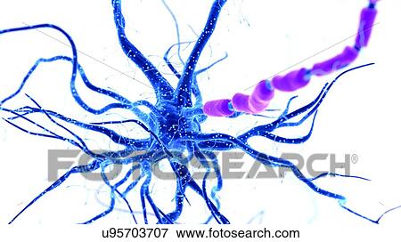 Illustration of a human nerve cell View Large Photo Image Stock Photo - Illustration of a human nerve cell. Fotosearch