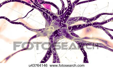 Stock Photograph - Illustration of a human nerve cell. Fotosearch