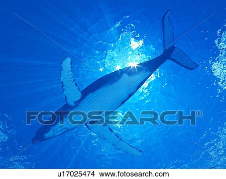 Picture - Illustration of a humpback whale. Fotosearch