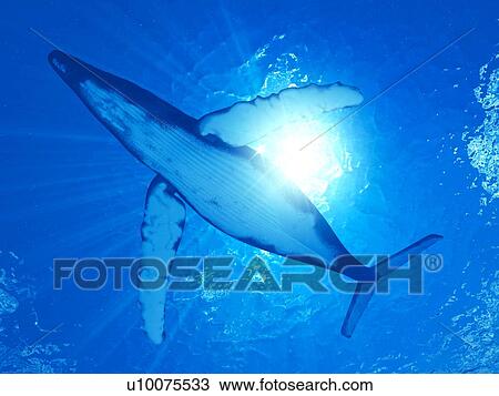 Stock Image - Illustration of a humpback whale. Fotosearch