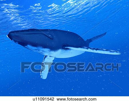 Stock Image - Illustration of a humpback whale. Fotosearch