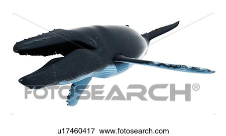 Stock Photo - Illustration of a humpback whale. Fotosearch