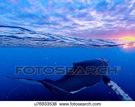 Stock Photo - Illustration of a humpback whale. Fotosearch