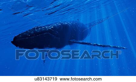 Stock Photo - Illustration of a humpback whale. Fotosearch