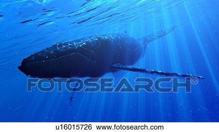 Stock Photograph - Illustration of a humpback whale. Fotosearch