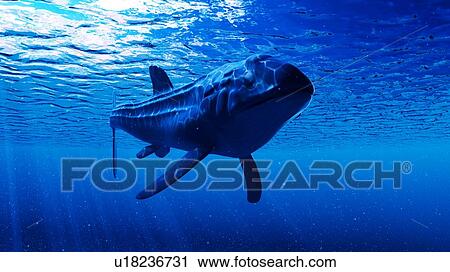 Illustration of a Leedsichthys View Large Photo Image Stock Image - Illustration of a Leedsichthys. Fotosearch