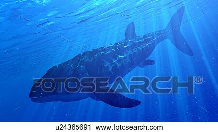 Illustration of a Leedsichthys View Large Photo Image Stock Image - Illustration of a Leedsichthys. Fotosearch