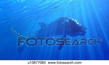 Stock Photography - Illustration of a Leedsichthys. Fotosearch