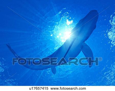 Stock Photography - Illustration of a Leedsichthys. Fotosearch