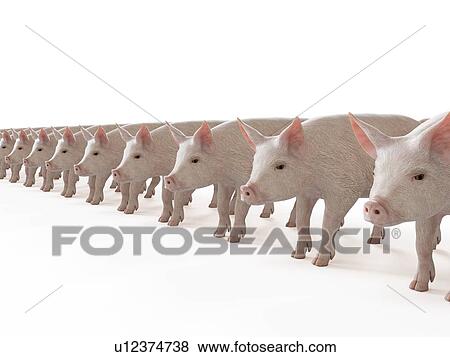Stock Photo - Illustration of a line of pigs. Fotosearch