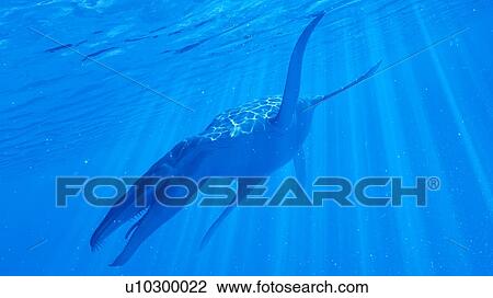 Illustration of a Liopleurodon View Large Photo Image Stock Image - Illustration of a Liopleurodon. Fotosearch