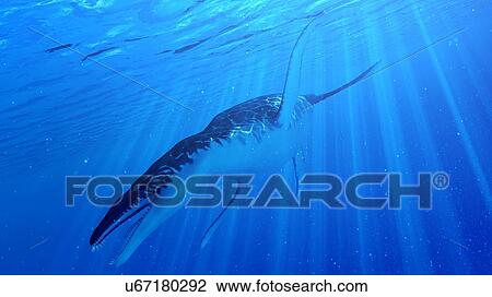 Illustration of a Liopleurodon View Large Photo Image Stock Image - Illustration of a Liopleurodon. Fotosearch