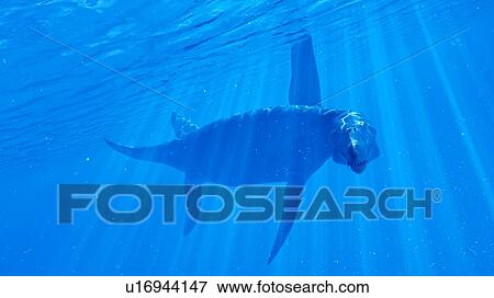 Stock Photo - Illustration of a Liopleurodon. Fotosearch