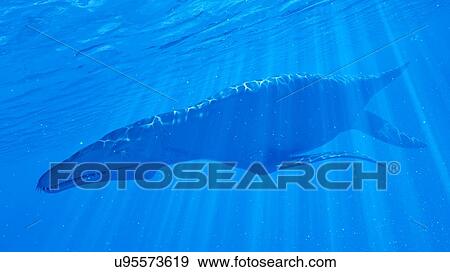 Illustration of a Liopleurodon View Large Photo Image Stock Photo - Illustration of a Liopleurodon. Fotosearch