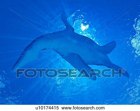 Illustration of a Liopleurodon View Large Photo Image Stock Photography - Illustration of a Liopleurodon. Fotosearch