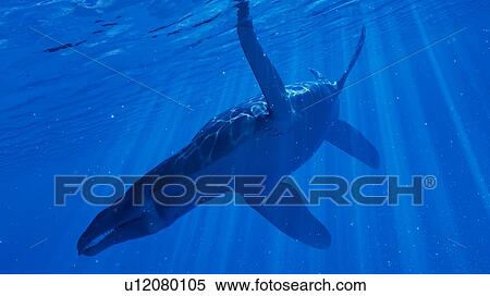 Stock Photography - Illustration of a Liopleurodon. Fotosearch