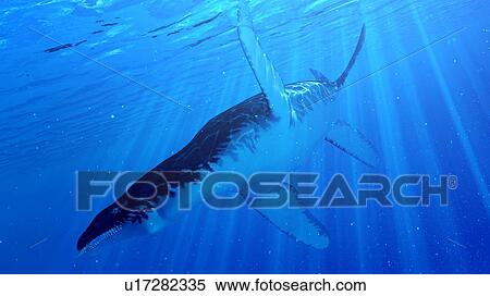 Stock Photography - Illustration of a Liopleurodon. Fotosearch
