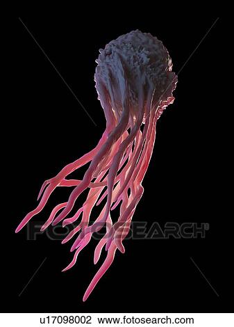 Stock Image - Illustration of a macrophage. Fotosearch