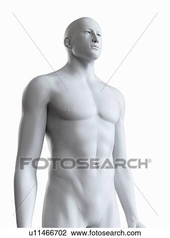 Stock Image - Illustration of a male body. Fotosearch