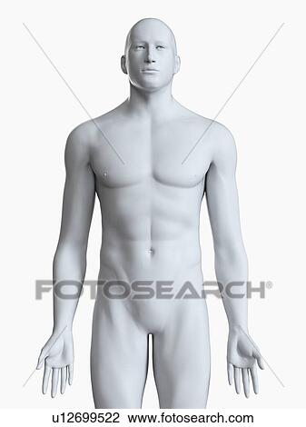 Stock Image - Illustration of a male body. Fotosearch