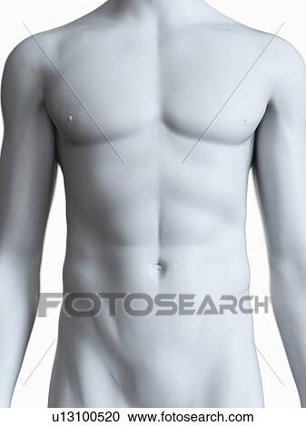 Stock Image - Illustration of a male body. Fotosearch