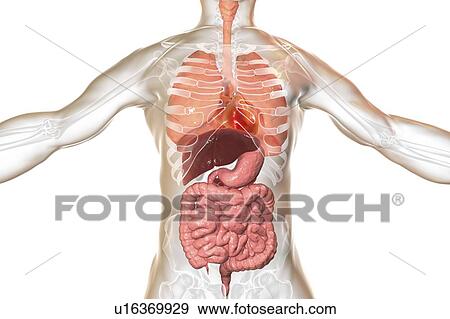 Illustration of a man's internal organs View Large Photo Image Stock Photo - Illustration of a man's internal organs. Fotosearch