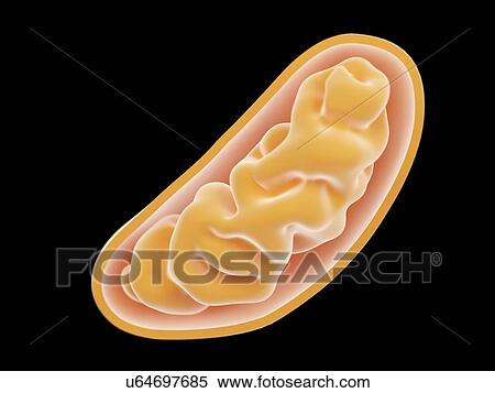 Illustration of a mitochondrion View Large Photo Image Stock Photography - Illustration of a mitochondrion. Fotosearch