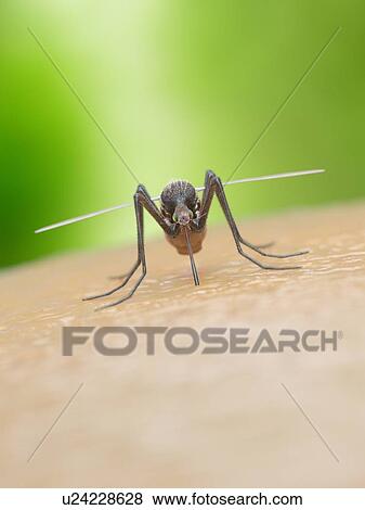 Illustration of a mosquito biting a human View Large Photo Image Stock Photo - Illustration of a mosquito biting a human. Fotosearch