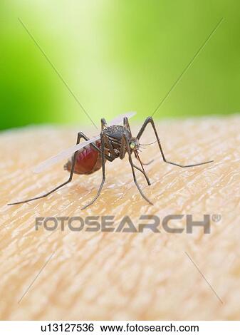 Illustration of a mosquito biting a human View Large Photo Image Stock Photograph - Illustration of a mosquito biting a human. Fotosearch