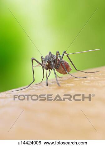 Stock Photograph - Illustration of a mosquito biting a human. Fotosearch