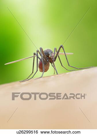 Stock Photograph - Illustration of a mosquito biting a human. Fotosearch