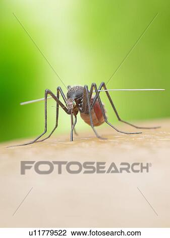 Stock Image - Illustration of a mosquito biting. Fotosearch