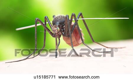 Stock Image - Illustration of a mosquito biting. Fotosearch