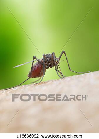 Stock Image - Illustration of a mosquito biting. Fotosearch