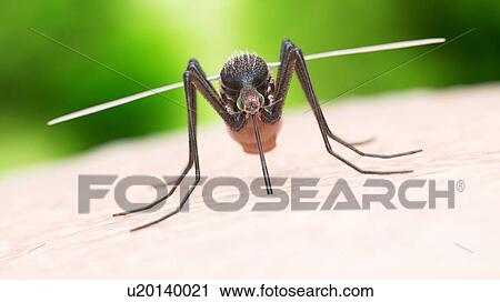 Stock Image - Illustration of a mosquito biting. Fotosearch