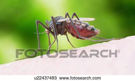 Illustration of a mosquito biting View Large Photo Image Stock Image - Illustration of a mosquito biting. Fotosearch