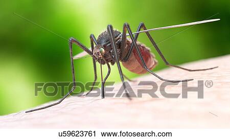 Illustration of a mosquito biting View Large Photo Image Stock Image - Illustration of a mosquito biting. Fotosearch