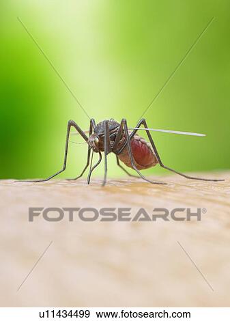 Stock Photo - Illustration of a mosquito biting. Fotosearch