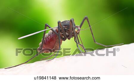 Stock Photo - Illustration of a mosquito biting. Fotosearch