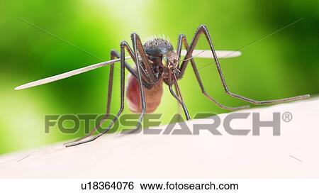Stock Photograph - Illustration of a mosquito biting. Fotosearch