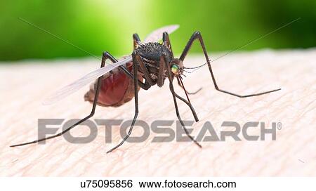 Stock Photograph - Illustration of a mosquito biting. Fotosearch