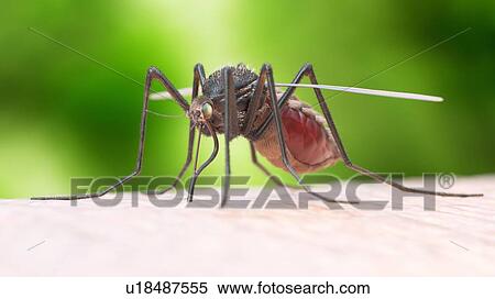 Stock Photography - Illustration of a mosquito biting. Fotosearch