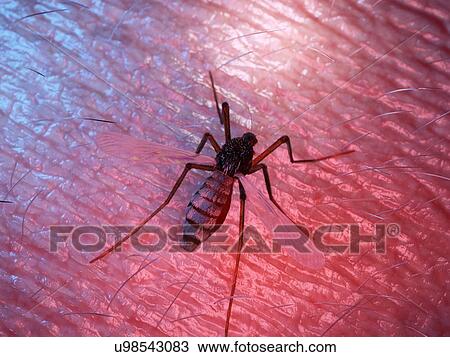 Stock Image - Illustration of a mosquito on human skin. Fotosearch