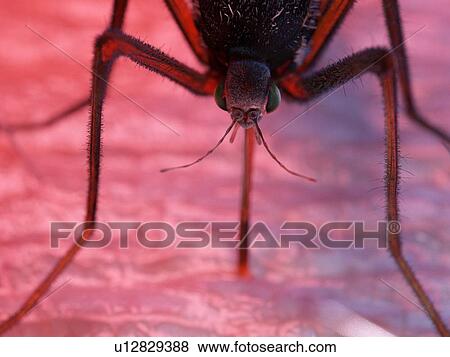 Stock Photo - Illustration of a mosquito on human skin. Fotosearch